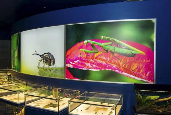 Montreal Insectarium